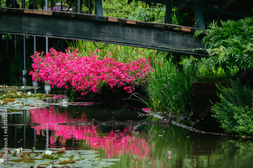 Fototapeta premium 春に咲くペチュニアの花々