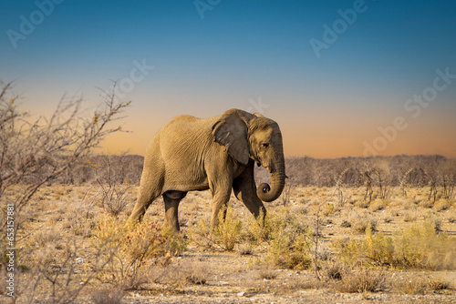 Éléphant sauvage dans la savane