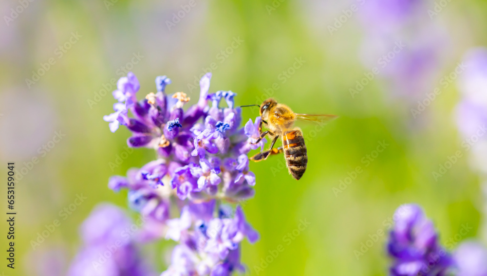 Spring lavender flowers under sunlight. Bees pollinate flowers and collect pollen. Lavender honey. Beautiful landscape of nature with a panoramic view. Hi spring. long banner Spring lavender flowers under sunlight. Bees pollinate flowers and collect pollen. Lavender honey. Beautiful landscape of nature with a panoramic view. Hi spring. long banner