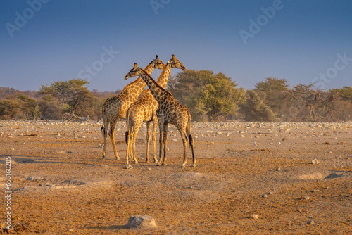 Groupe de girafes en fin de journée