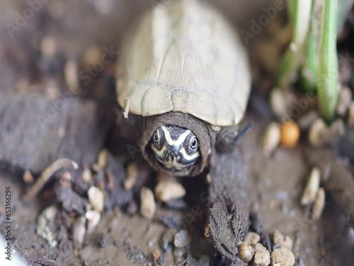 Close up is baby freshwater turtle at Thailand photo