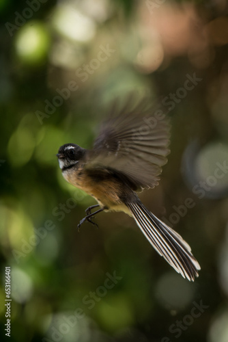 fantail in flight photo