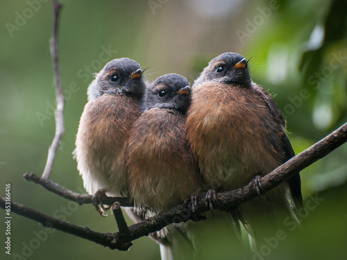 Three fantails