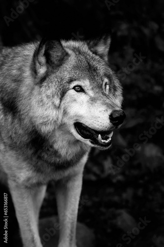 Portrait de loup en noir et blanc