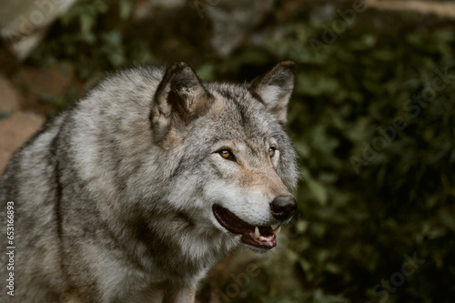 Portrait de Loup
