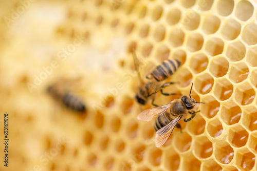 Working bees on combs, honey production.