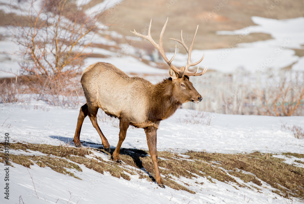Deer in the snow against the sky and mountains. A herd of wild deer. Deer in the snow against the sky and mountains. A herd of wild deer.