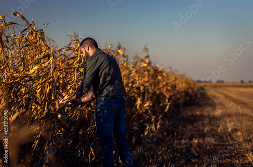 Young farmer standing in a corn field examining crop during sunset before harvest.