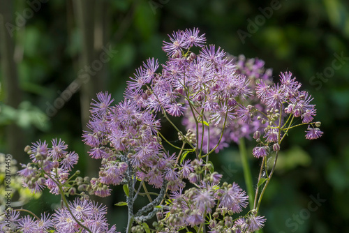 Akeleiblättrige Wiesenraute (Thalictrum aquilegiifolium) photo