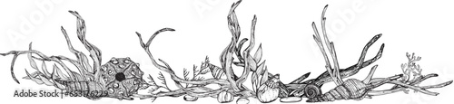 Marine composition, banner of seaweed, shells, sea urchin, driftwood. Black and white hand-drawn graphics translated into vector Illustration  