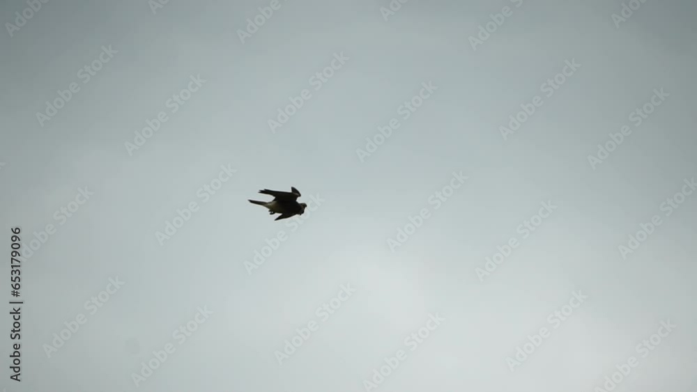 Predator falcon bird hovering in air, hunting for food on ground. Soaring falcon or hawk froze in the air above the ground, ready to rush down for prey. Slow motion Predator falcon bird hovering in air, hunting for food on ground. Soaring falcon or hawk froze in the air above the ground, ready to rush down for prey. Slow motion
