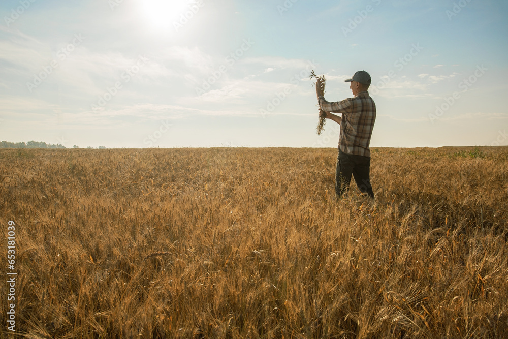 man farmer examining wheat crops on field... man farmer examining wheat crops on field...