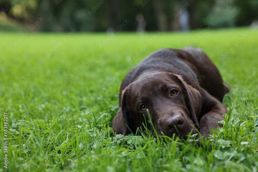 Adorable Labrador Retriever dog lying on green grass in park, space for text Adorable Labrador Retriever dog lying on green grass in park, space for text