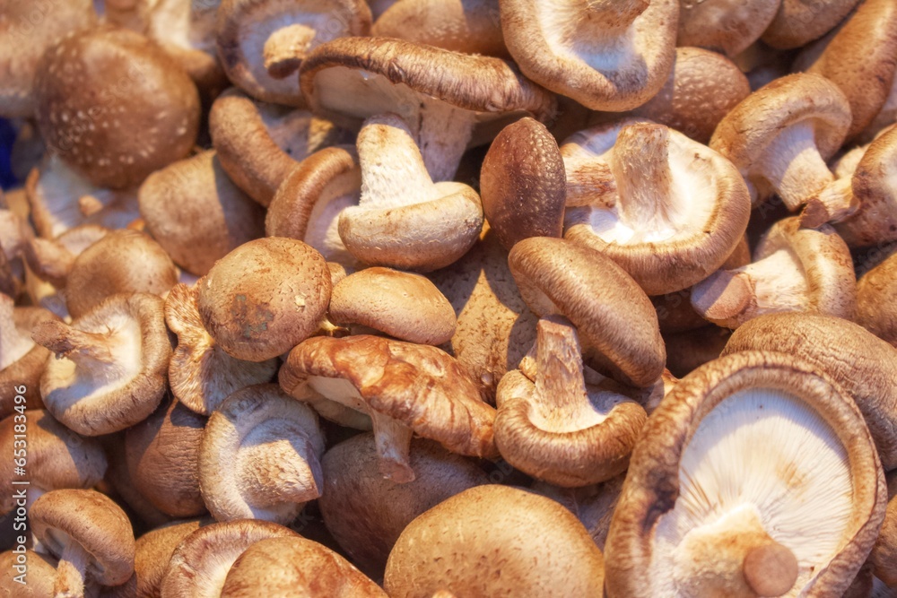 Assorted mushrooms Assorted mushrooms