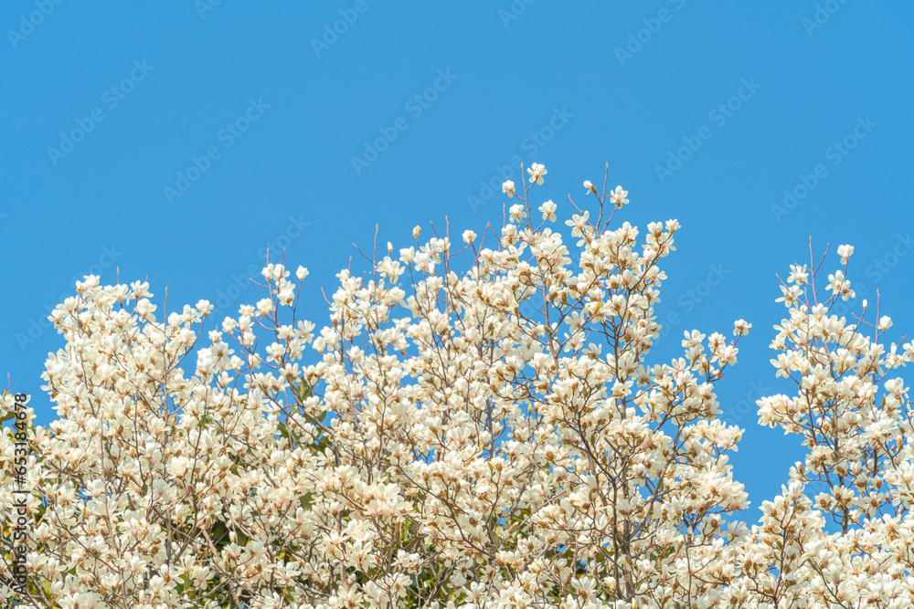 Flowers Blossoms Against Clear Blue Sky Flowers Blossoms Against Clear Blue Sky