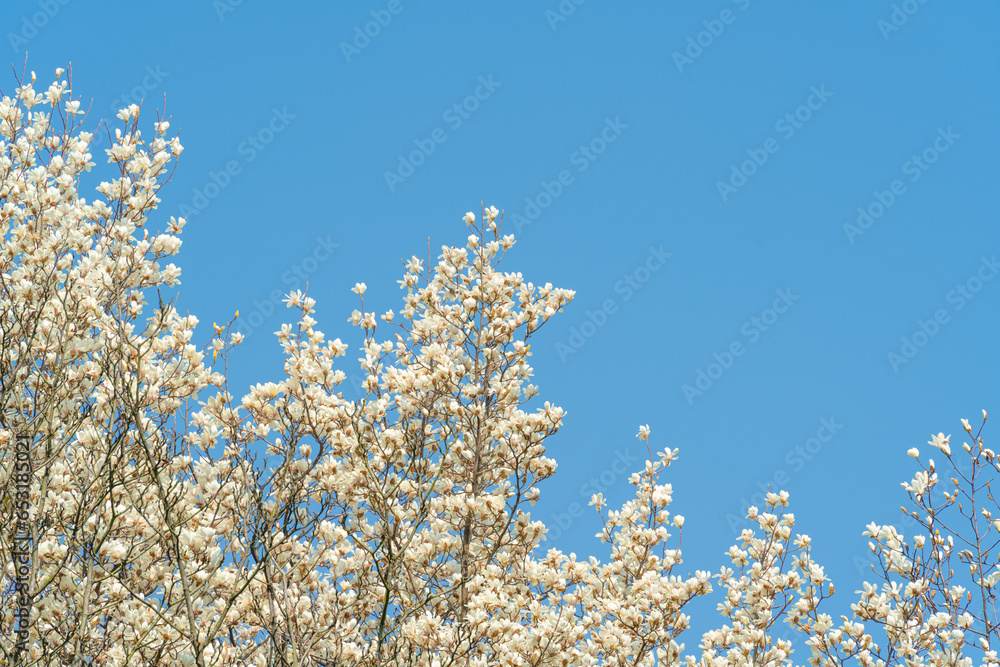 Flowers Blossoms Against Clear Blue Sky