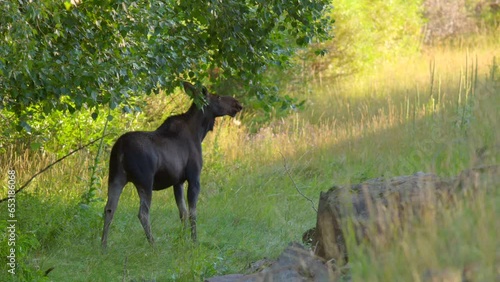 Mom Moose on  the side of the road gets spooked as a car passes in Island Park, Idaho, USA photo
