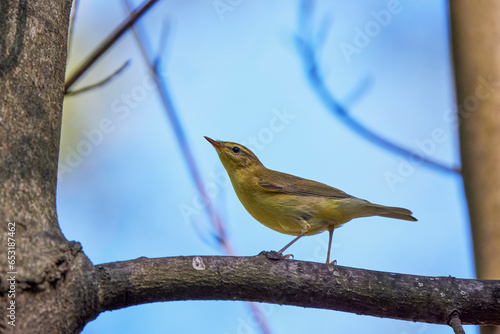 Phylloscopus nitidus looking for food on a tree. photo