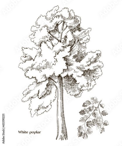 White poplar tree and poplar branch vector
