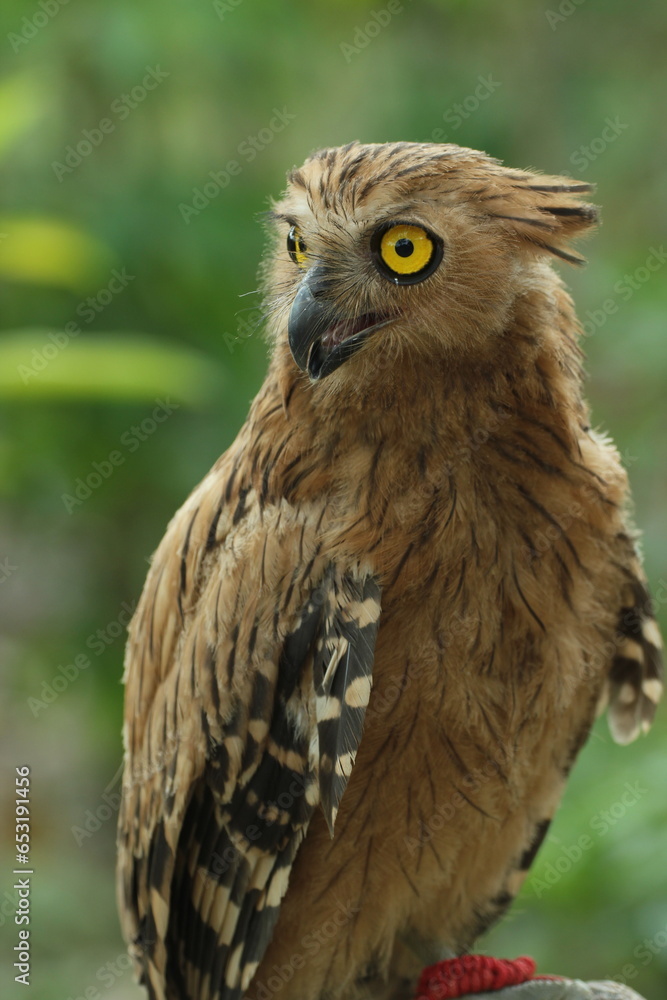 Naklejka premium bird, owl, ketupa owl, nice ketupa owl