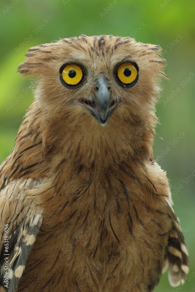 Naklejka premium bird, owl, ketupa owl, ketupa owl face close up