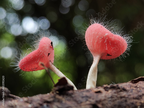 Red Hairy Cup Fungus. Microstoma Floccosum Fungus on Wood. photo