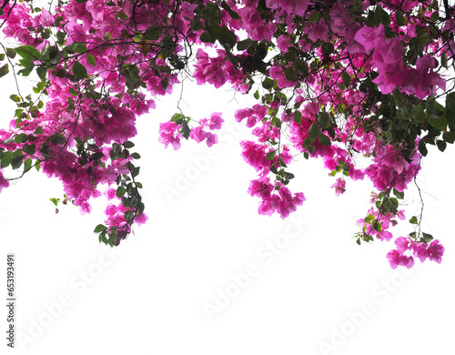 Pink Bougainvillea flower