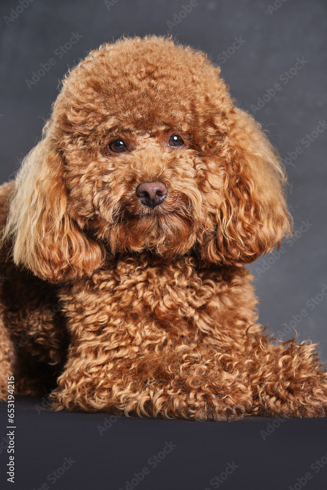 A red-brown toy poodle dog. The puppy of the toy poodle breed on the gray photo was taken in the studio A red-brown toy poodle dog. The puppy of the toy poodle breed on the gray photo was taken in the studio