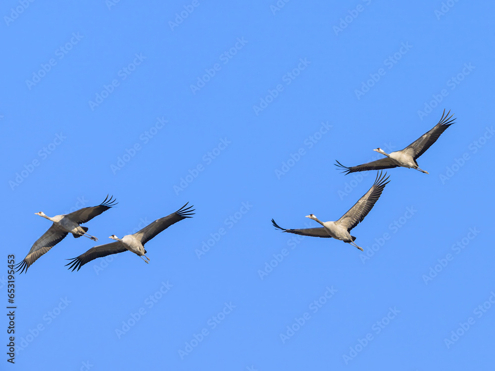 Obraz premium A group of Common Cranes flying blue sky