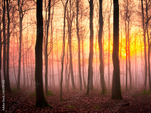 Sunrise in the forest in panorama