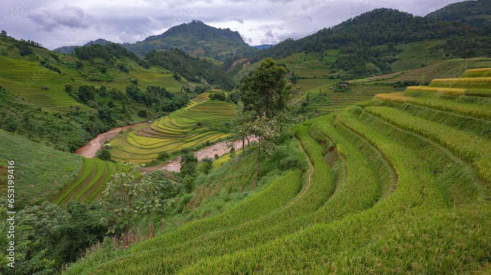 Landscape with green and yellow terraced rice fields and a river in the highlands of noth-Vietnam, Yen Bai province
