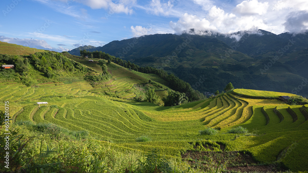 Landscape with green and yellow rice terraced fields and  blue cloudy sky near  Yen Bai province, North-Vietnam