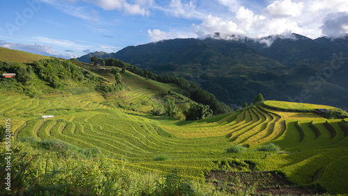 Landscape with green and yellow rice terraced fields and  blue cloudy sky near  Yen Bai province, North-Vietnam © Hans Gert Broeder