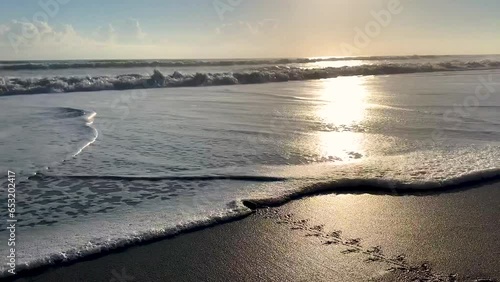 Melbourne beach Atlantic sunrise newly hatched baby turtle 