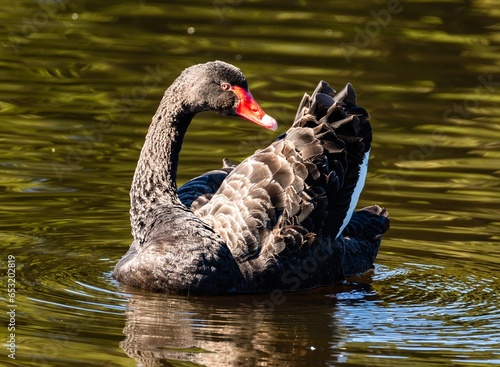 Australian Black Swan Photographed At Local Pond