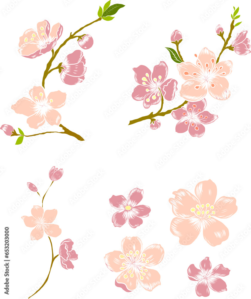 Branch of cherry blossom for elements on white background.Doodle art Peach blossom plant and Sakura flower vector.Cherry blossom vector for tattoo and printing on white background.