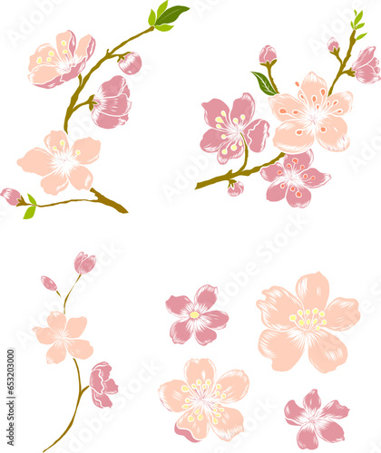 Branch of cherry blossom for elements on white background.Doodle art Peach blossom plant and Sakura flower vector.Cherry blossom vector for tattoo and printing on white background.