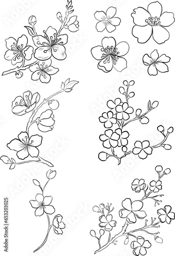 Branch of cherry blossom for elements on white background.Doodle art Peach blossom plant and Sakura flower vector.Cherry blossom vector for tattoo and printing on white background.