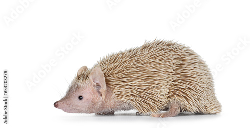 Female couple Lesser Tenrec, standing side ways. Isolated on a white background. photo