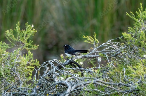 Willie Wagtail Photo Taken At Local Park