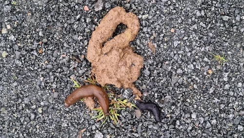 Snails eating dog poo on a pathway photo