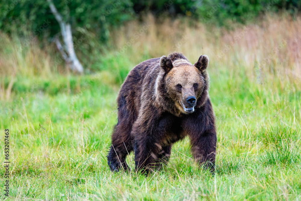 brown bear in the forest