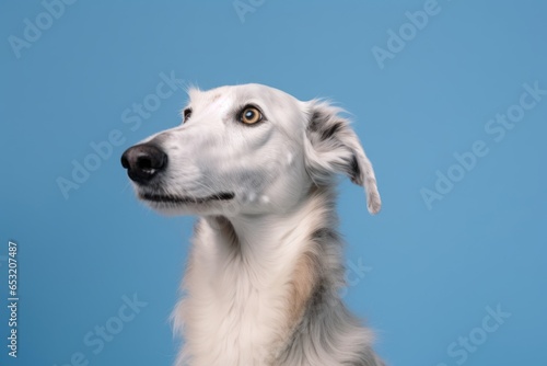 Lifestyle portrait photography of a funny borzoi wearing a light-up collar against a sky-blue background. With generative AI technology