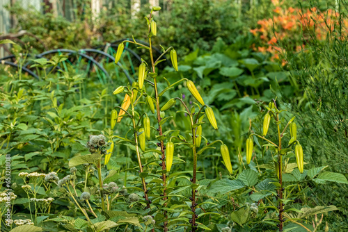 Blooming lilies grow in the garden.