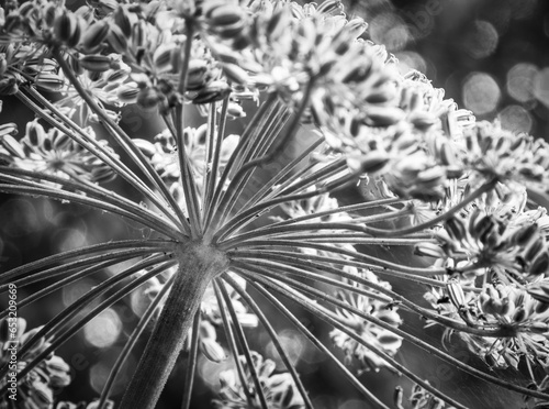 Cow parsley flower head with seeds