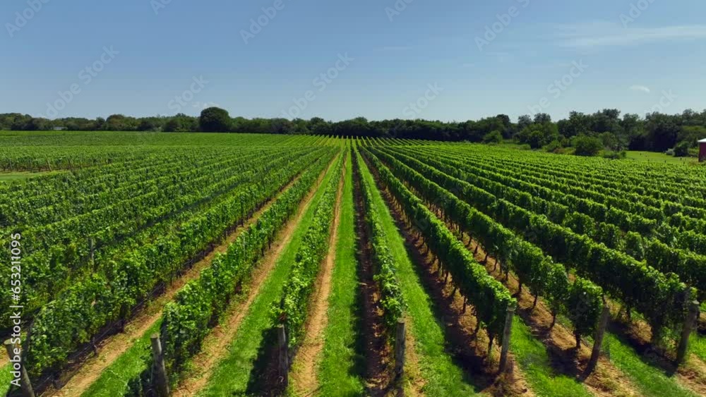 A low altitude drone view of a large vineyard in the Hamptons, New York on a sunny day. The camera truck right, starting at the same level of the long rows of grape vines and wooden poles then boom up A low altitude drone view of a large vineyard in the Hamptons, New York on a sunny day. The camera truck right, starting at the same level of the long rows of grape vines and wooden poles then boom up