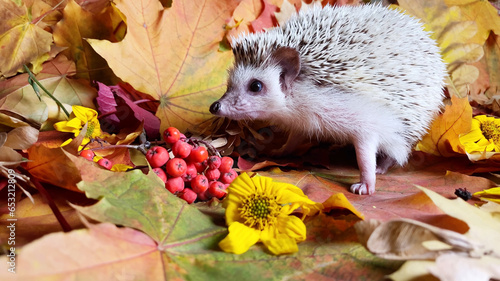 hedgehog on autumn leaves background in forest at Indian summer time, hedgehog in wildlife
