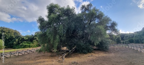 Ulivo secolare