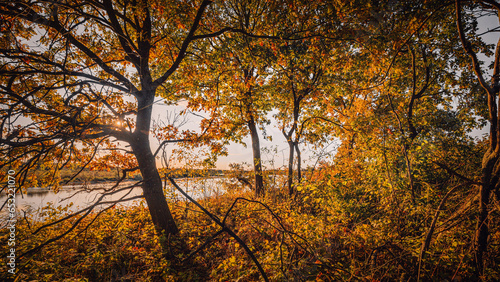 Autumn oak tree in golden, orange colors of autumn on the Belarusian and Ukrainian Pripyat rivers. Region Polesie, Belarus.