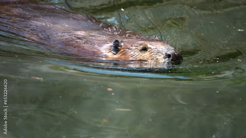 Close up of beaver swimming by on the surface Close up of beaver swimming by on the surface